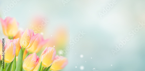 fresh yellow and pink tulips in spring garden, banner with copy space