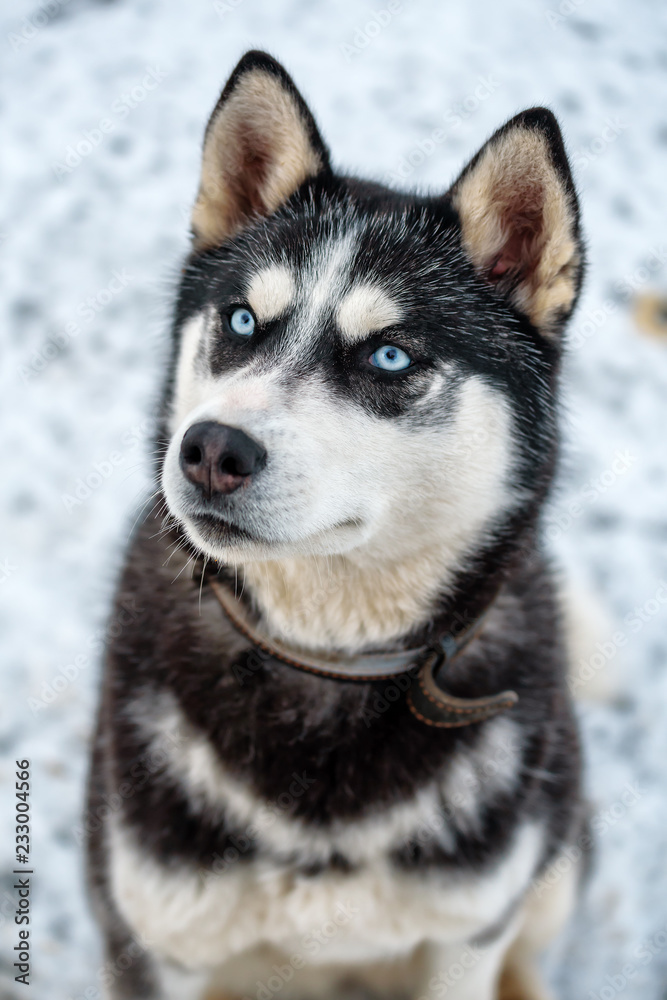 portrait of Siberian Husky