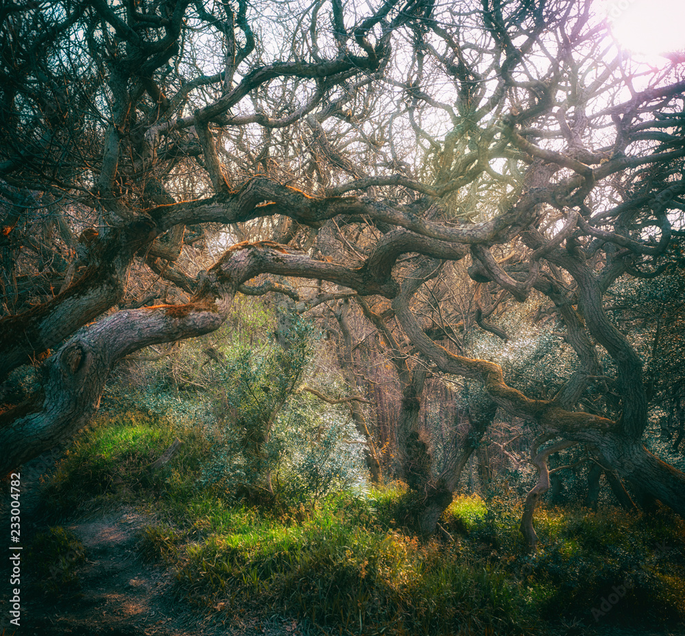 Old Forest Old Forest