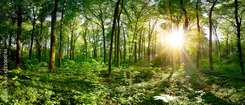 Beautiful forest panorama in spring with bright sun shining through the trees © Günter Albers