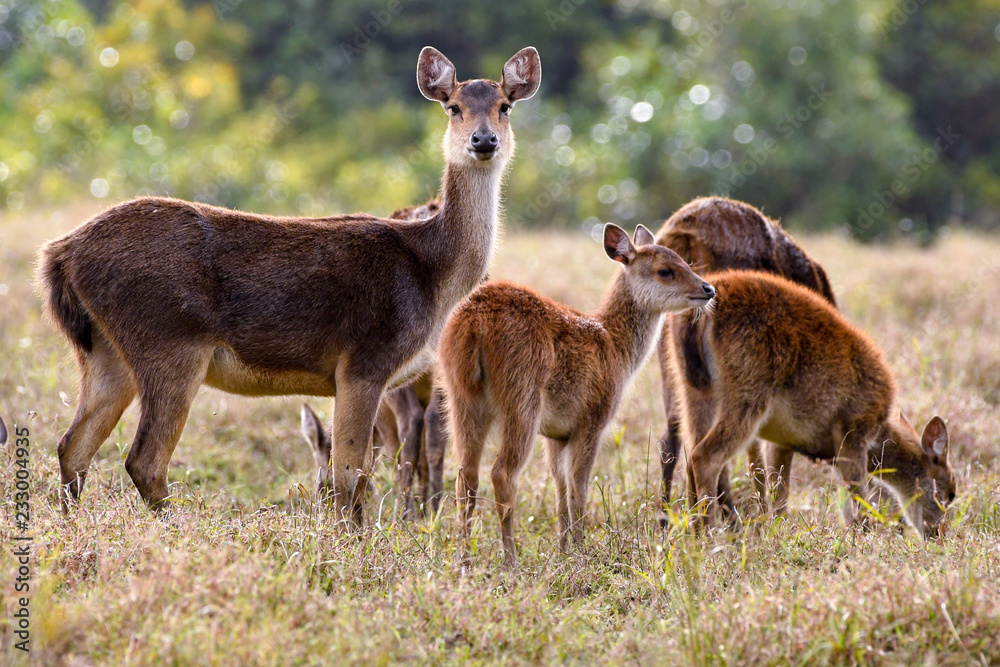 Fototapeta premium Deer and fawns in the wild