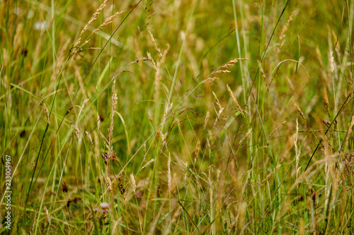 summer flower pattern in green meadow