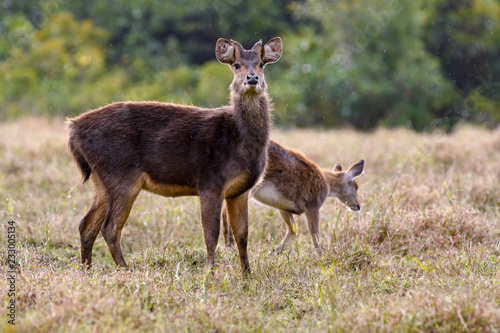 Deer and fawn in the wild