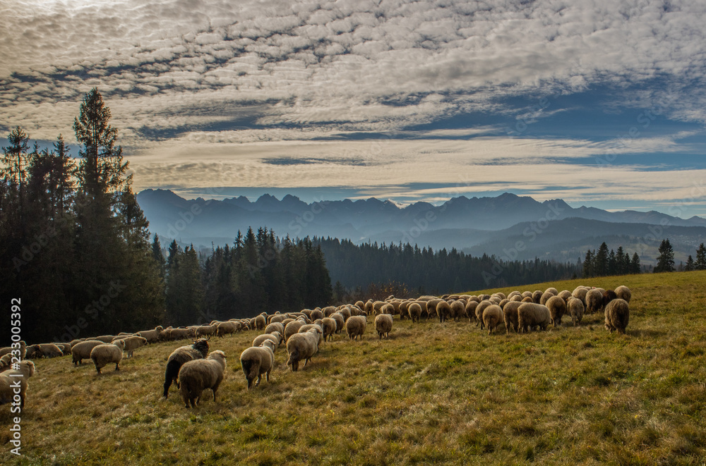 Fototapeta premium Owce w Tatrach