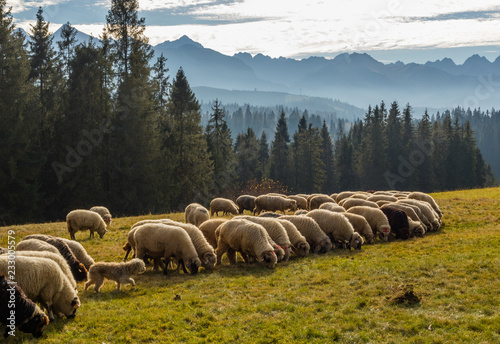 Owce w Tatrach