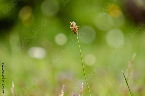 summer flower pattern in green meadow © Martins Vanags