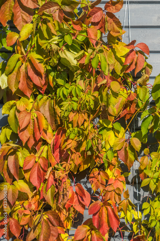 the plant, parthenocissus, cover the wall of wood, brick houses the plant, parthenocissus, cover the wall of wood, brick houses