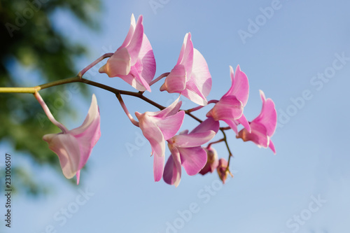 Pink orchid with blue sky