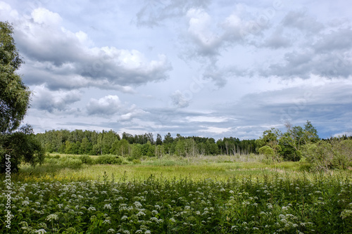 contrast rain storm clouds over green meadow and some trees in summer