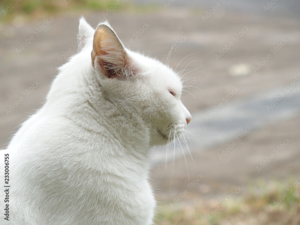 白猫の顔
