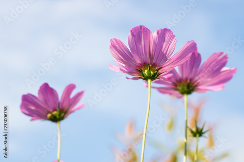 Pink cosmos flower with blue sky