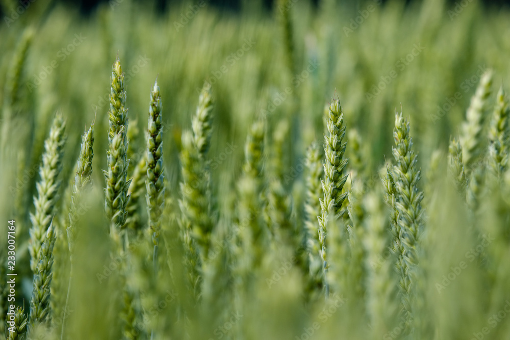 wheat field in summer wheat field in summer