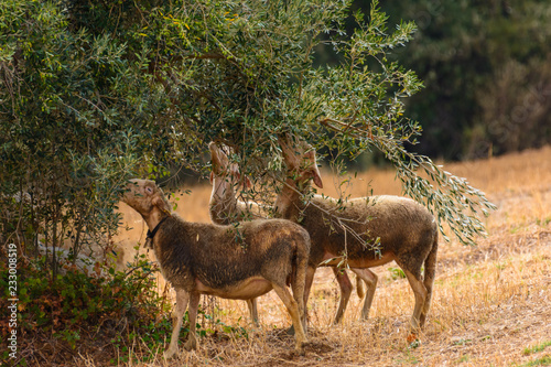 Drei Schafe  fressen an den Zweigen des  Olivenbaums © H. Rambold