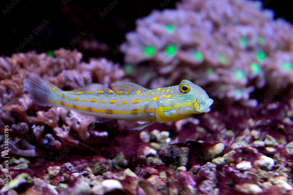 Naklejka premium Diamond Watchman Goby (Valenciennea puellaris) 