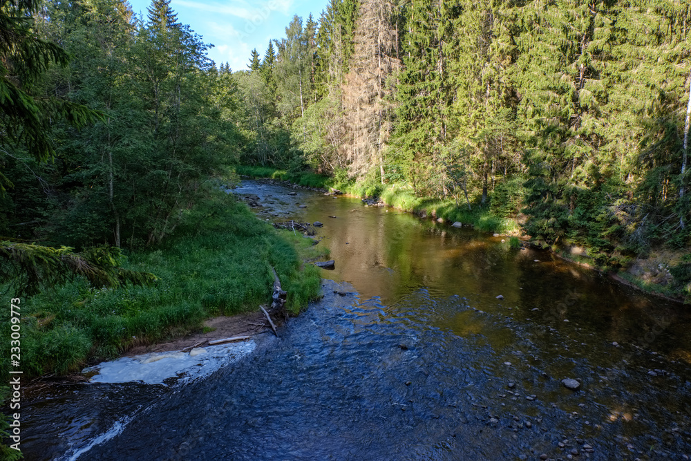 rocky stream of river deep in forest in summer green weather with sandstone cliffs