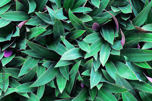 Green leaves background. Use for wallpaper, backdrop or design element in natural concept. Flowering plant with green magenta purple leaves, that is called Moses in the Cradle, tradescantia spathacea.