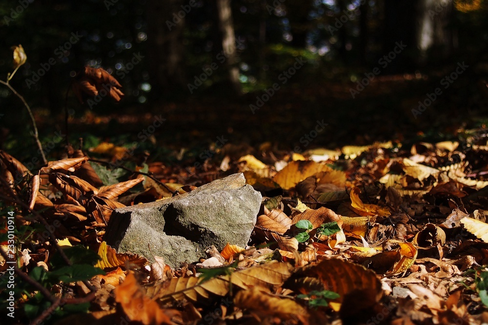 Stone in autumn leaves