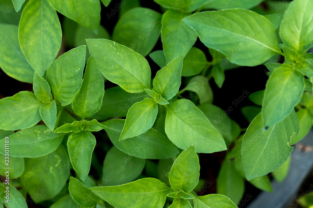 Fresh basil leaves
