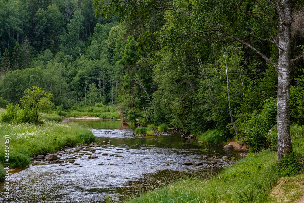 rocky stream of river deep in forest in summer green weather with sandstone cliffs rocky stream of river deep in forest in summer green weather with sandstone cliffs
