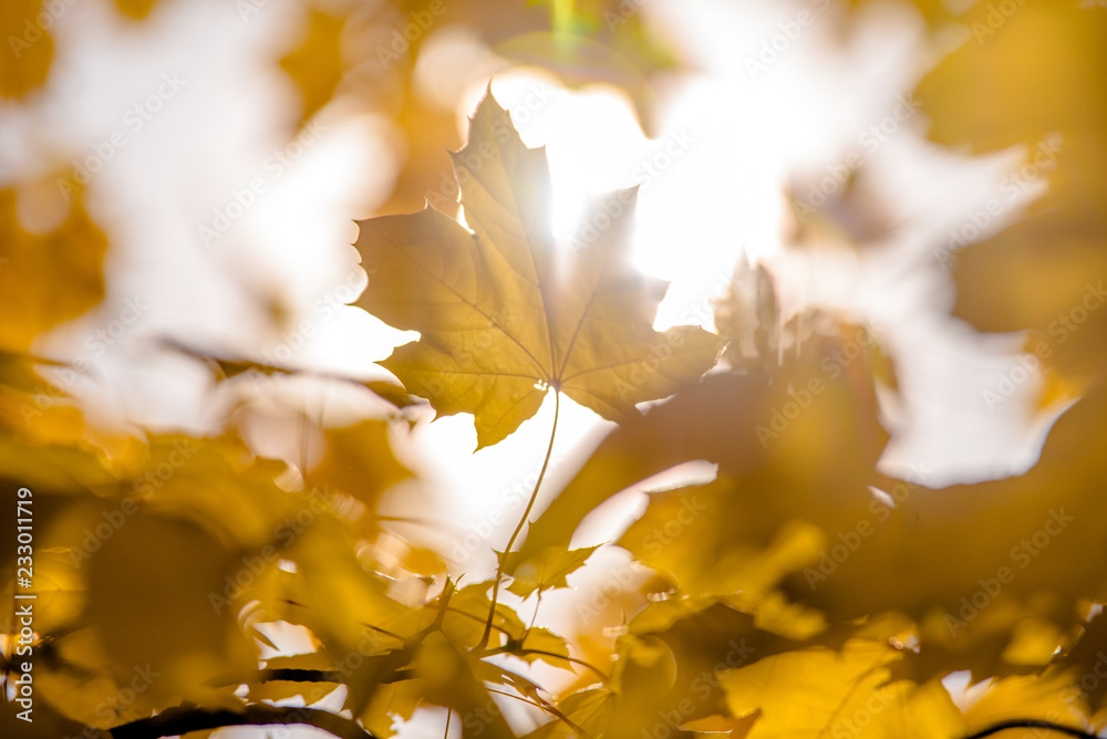 Autumn background-yellow maple leaves in the city Park Autumn background-yellow maple leaves in the city Park