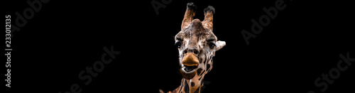 Fototapeta Naklejka Na Ścianę i Meble -  Ansichten einer Giraffe