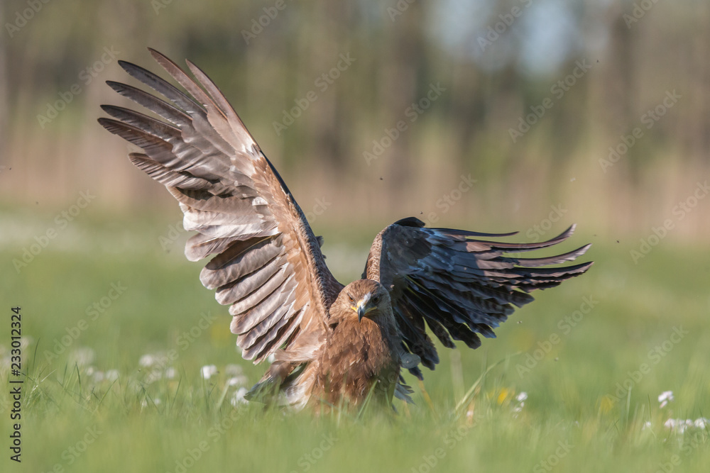 Fototapeta premium Birds of prey - lesser spotted eagle in flight (Aquila pomarina)