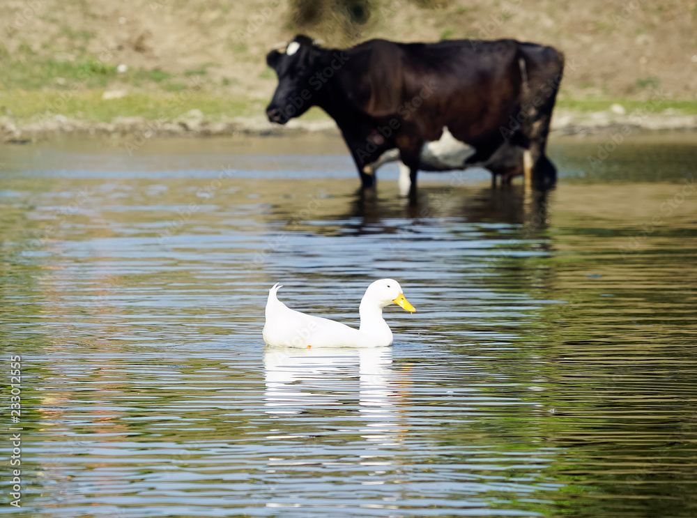 White domestic goose swims in the pond near the cows. White domestic goose swims in the pond near the cows.