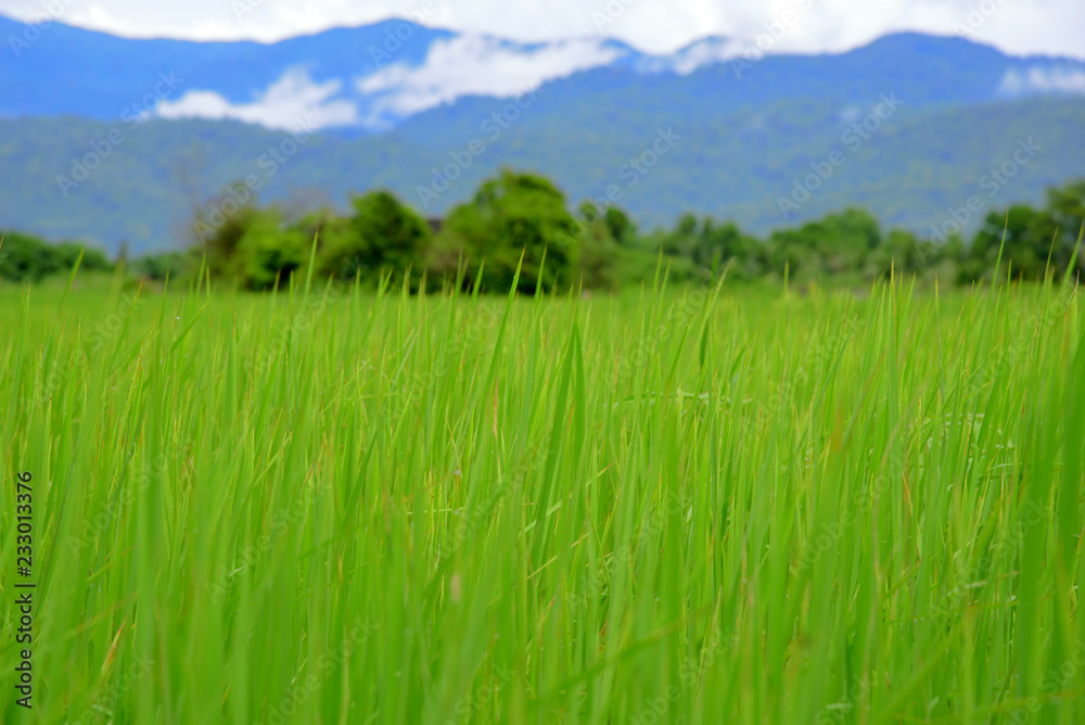 Fototapeta premium Cornfield with the moutains backgroun