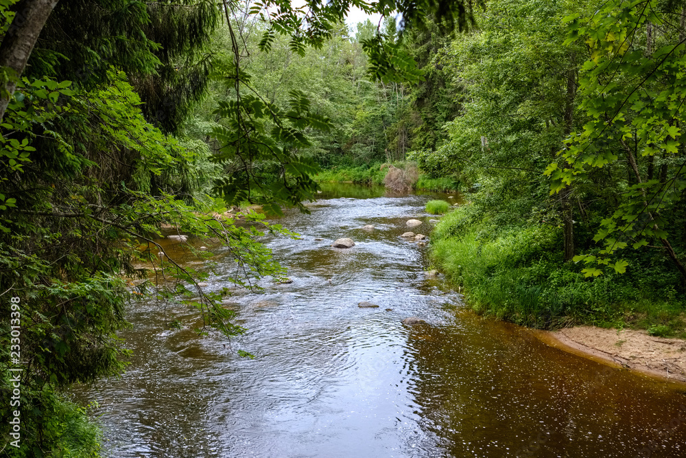 Obraz premium rocky stream of river deep in forest in summer green weather with sandstone cliffs