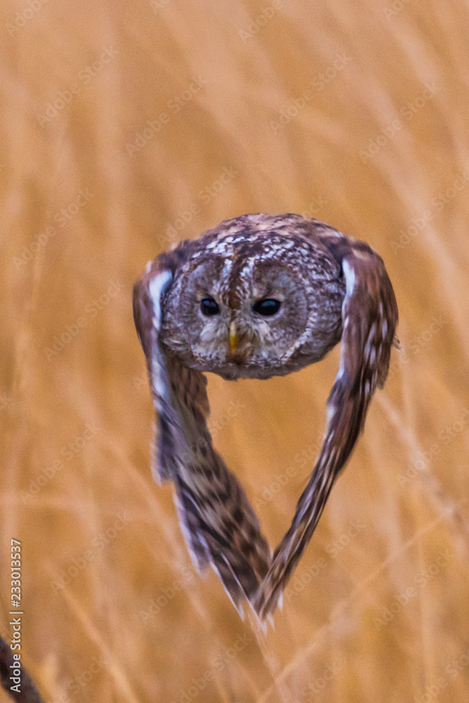 Fototapeta premium outstretched, dark, close, spruce, wildlife, life, sun, backlight, forest, isolated, majestic, cute, sits, nature, sunset, wings, illuminated, wild, sitting, claw, portrait, predator, tawny, one, blac
