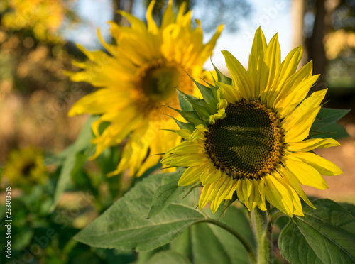 Sonnenblume 