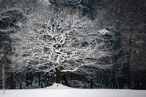 Large oak tree in winter, covered in snow in a field in front of a forest. photo