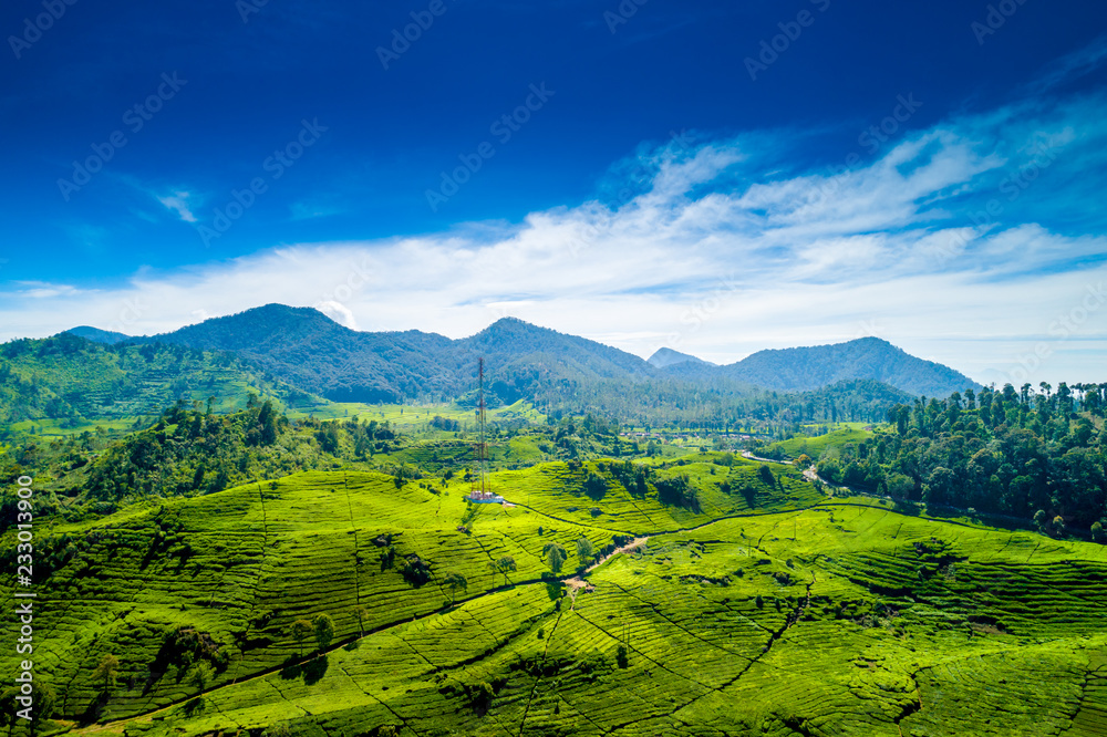 Aerial View of Green Lush Walini Tea Plantation, Rancabali, Ciwidey, Bandung, West Java, Indonesia