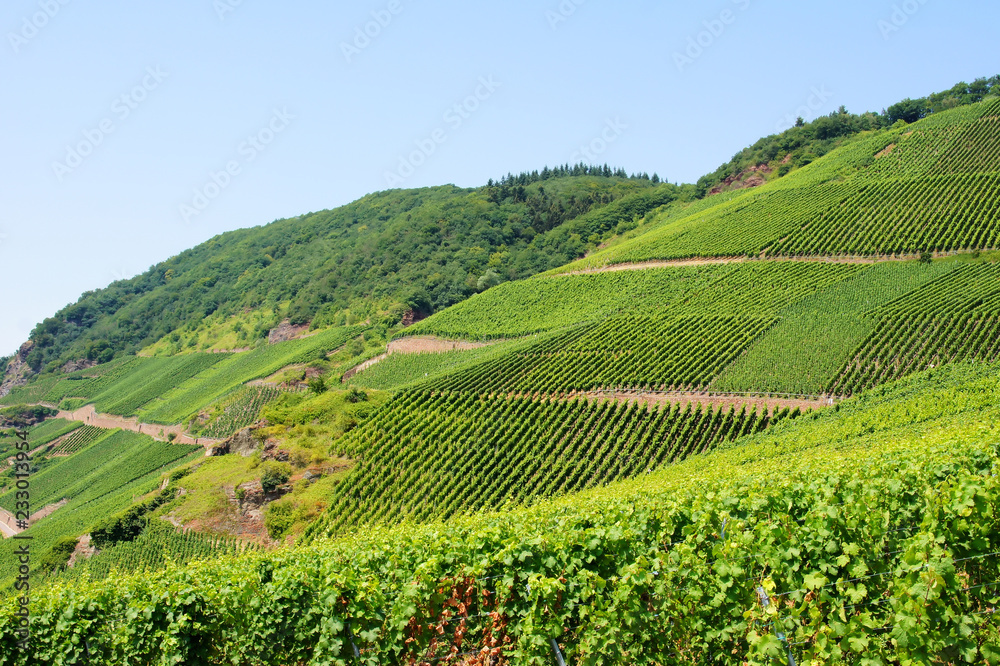 grüne Weinberge an der Mosel in der Weinlage Lösnicher Försterlay