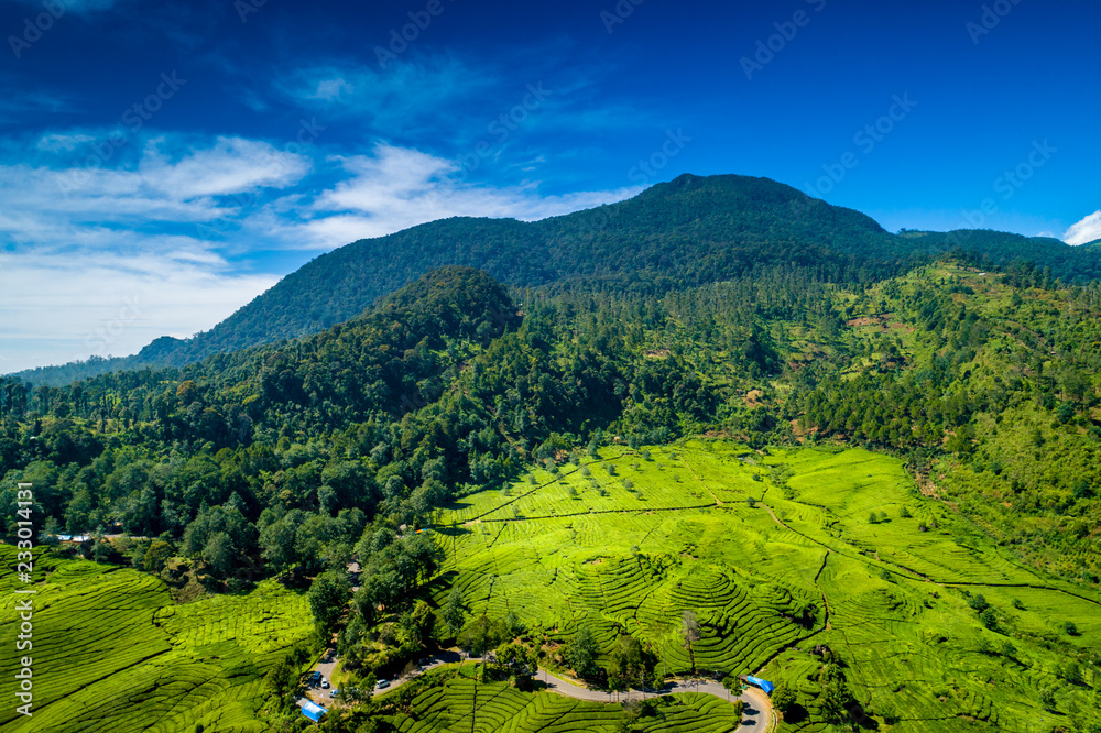 Aerial View of Green Lush Walini Tea Plantation, Rancabali, Ciwidey, Bandung, West Java, Indonesia