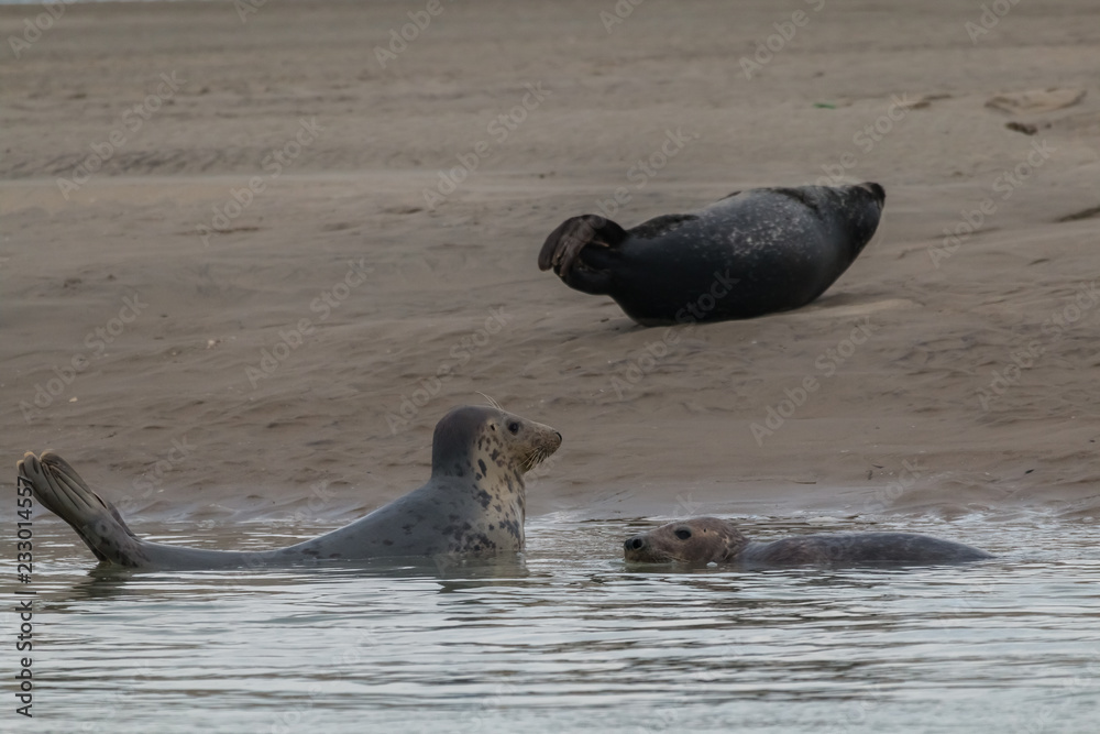 Fototapeta premium phoque