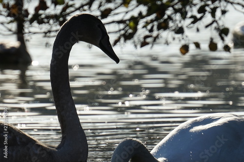 Schwanensee