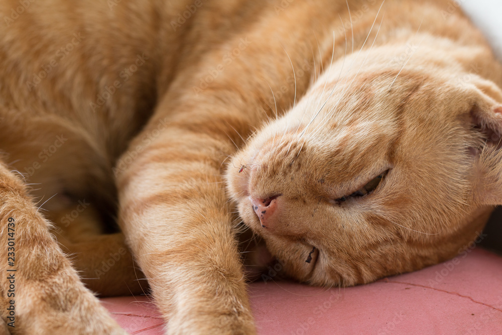Close up Cute Ginger tabby cat as sleeping action Close up Cute Ginger tabby cat as sleeping action