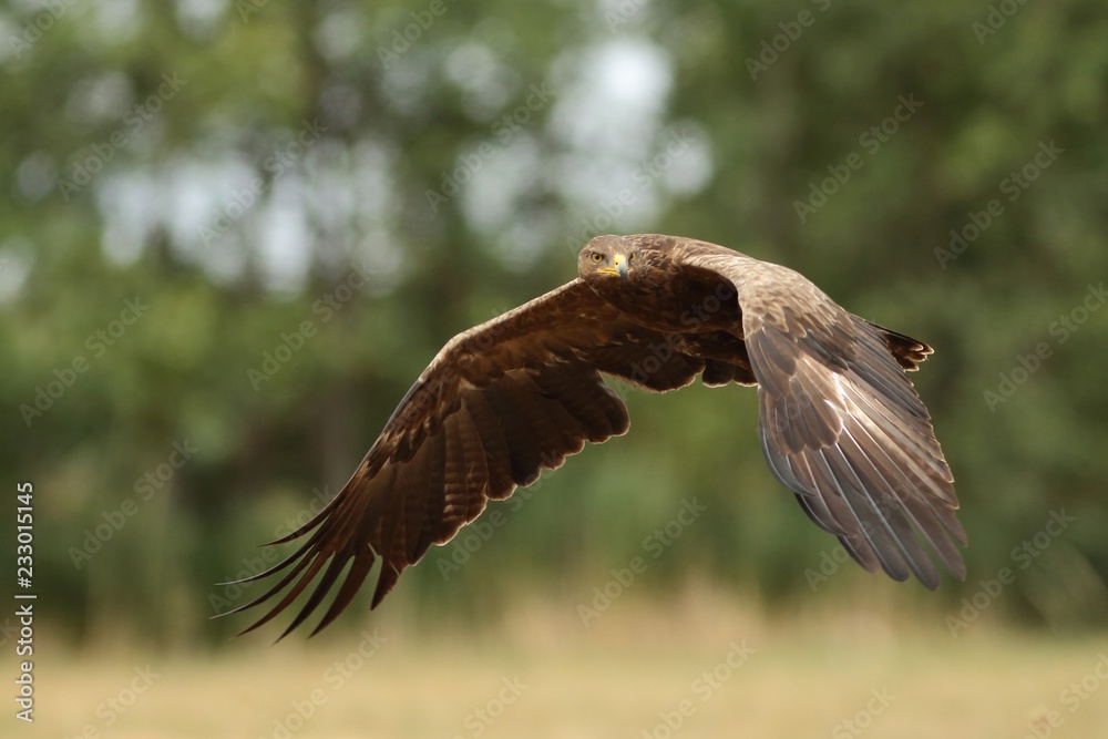 Obraz premium Birds of prey - lesser spotted eagle in flight (Aquila pomarina)