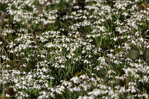 Carpet of Common snowdrops  Galanthus nivalis  heads bowed in the sun on the edge of the wood