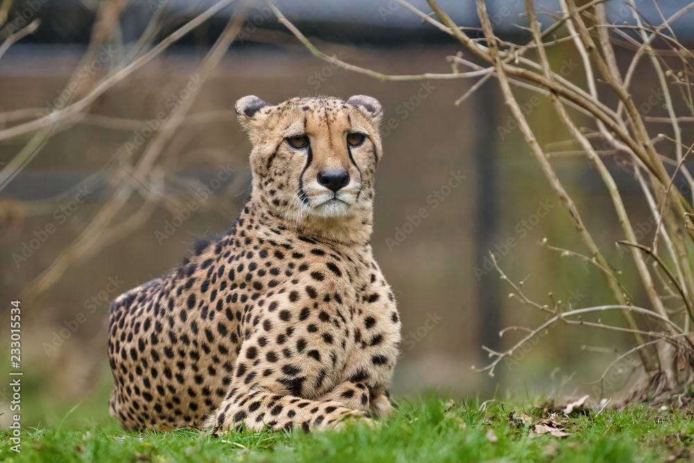 Leopard Leopard
