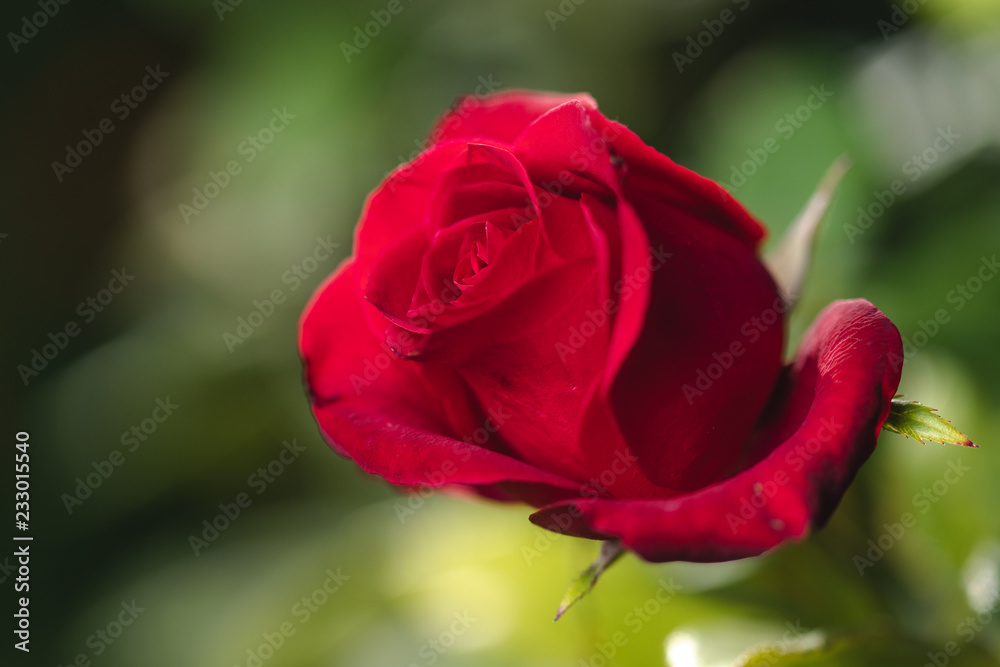 Red Rose On A Green Background. Depth Of Field. Close Up. Macro.