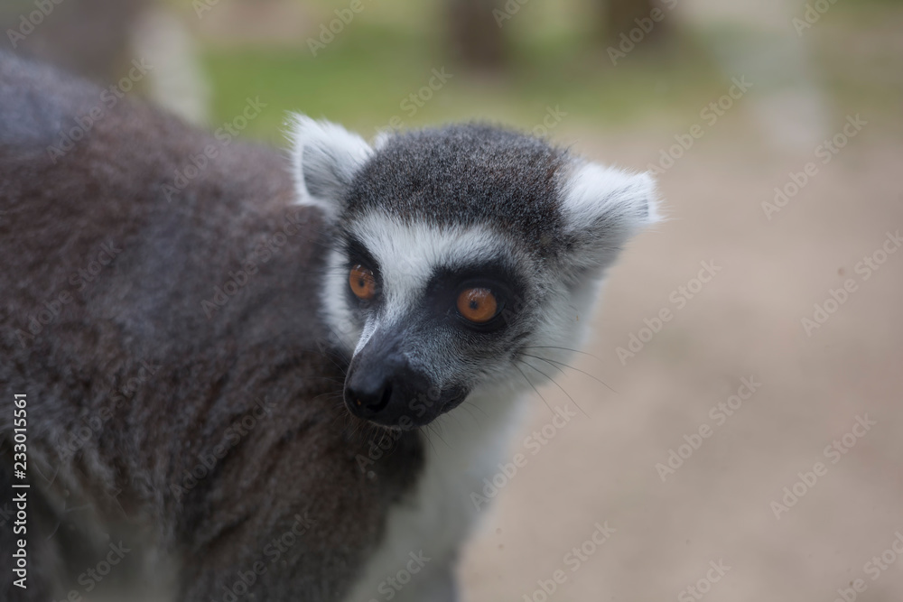 ring tailed lemur ring tailed lemur