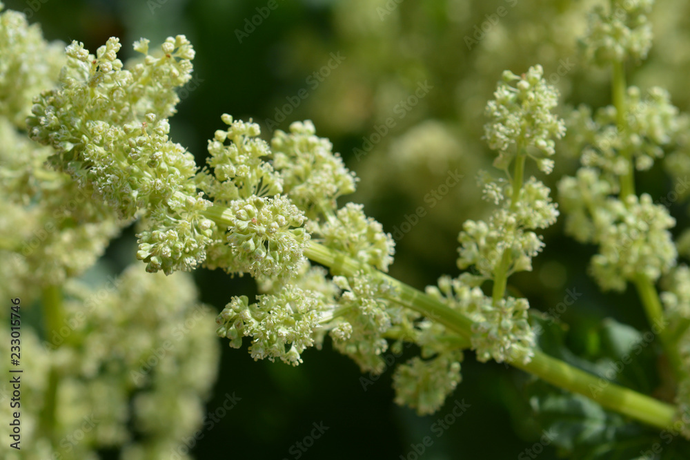Rhubarb flower Rhubarb flower
