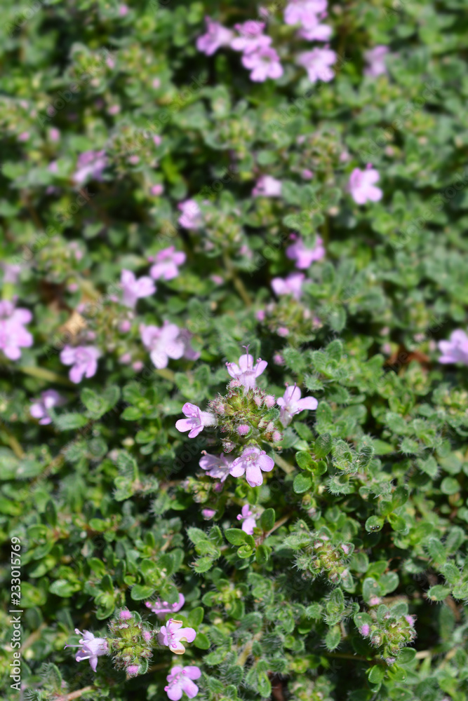 Wild thyme