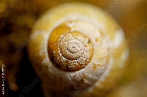 snail on rock