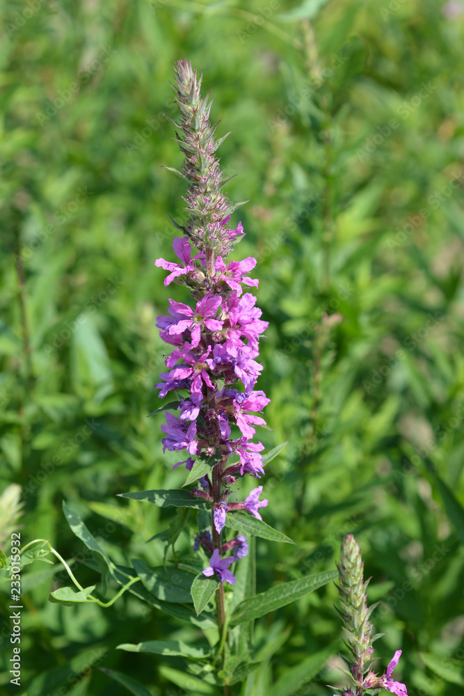 Fototapeta premium Purple lythrum