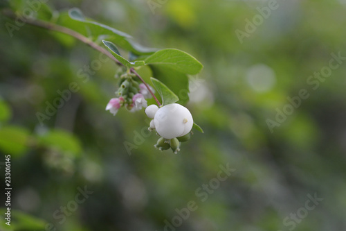 Coralberry photo