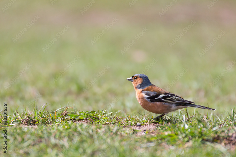 Chaffinch Fringilla coelebs Chaffinch Fringilla coelebs