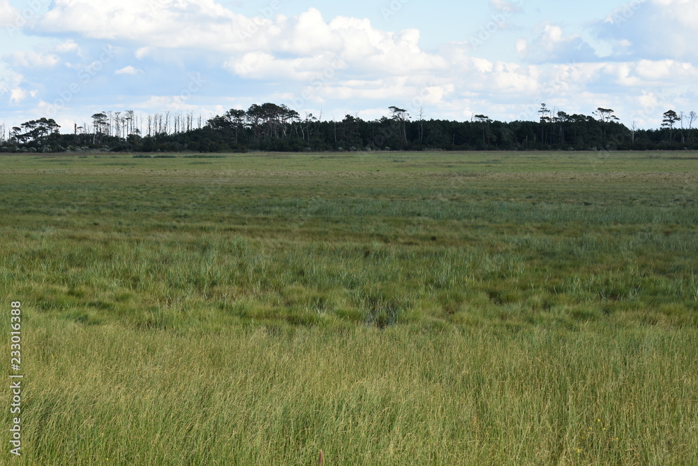 Grasslands on assateague island 